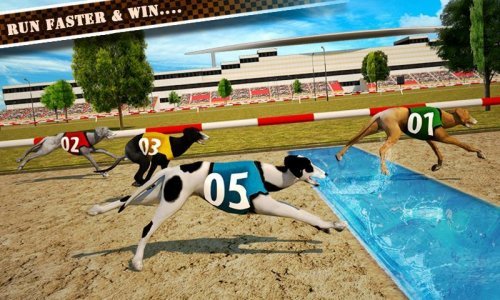 Dog Race & Stunts 2016