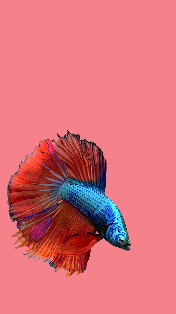 Betta Fish 3D -  3D Live Wallpaper