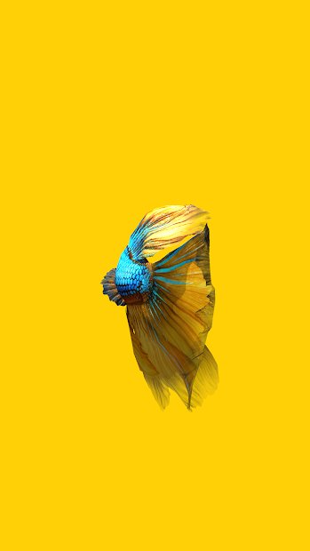 Betta Fish 3D -  3D Live Wallpaper