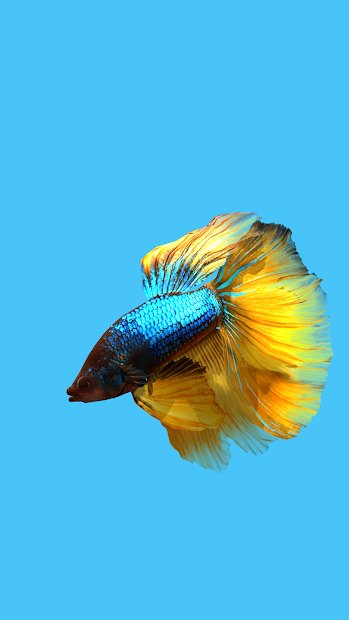 Betta Fish 3D -  3D Live Wallpaper
