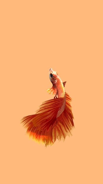 Betta Fish 3D -  3D Live Wallpaper
