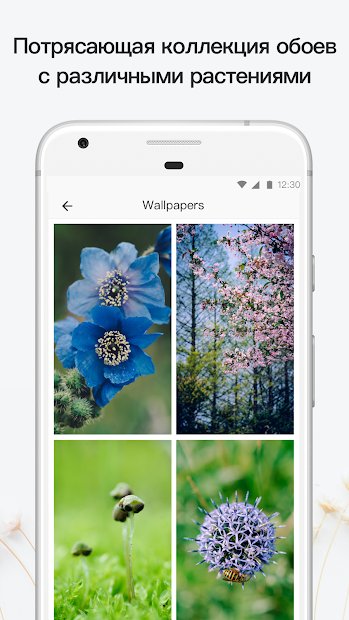PictureThis растения признать