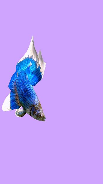 Betta Fish 3D -  3D Live Wallpaper